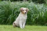 BERGER AUSTRALIEN PUPPIES 779